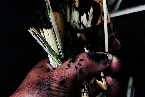 Bamboo Charcoal