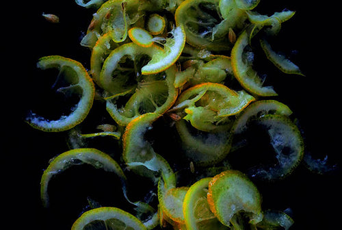 Lemon oil