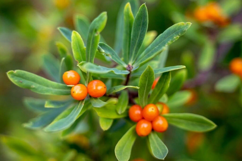 Sea Buckthorn