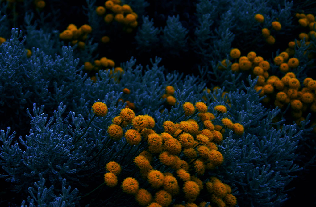 Blue Tansy