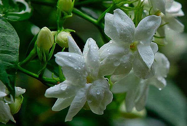 Jasmine