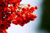 Sea Buckthorn