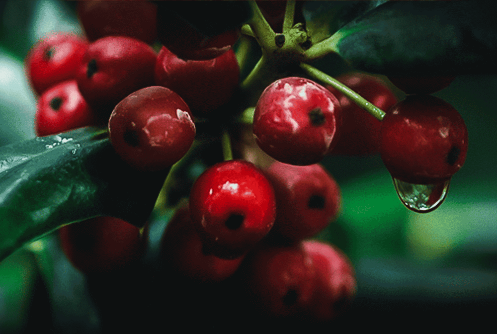 Gaultheria Procumbens 