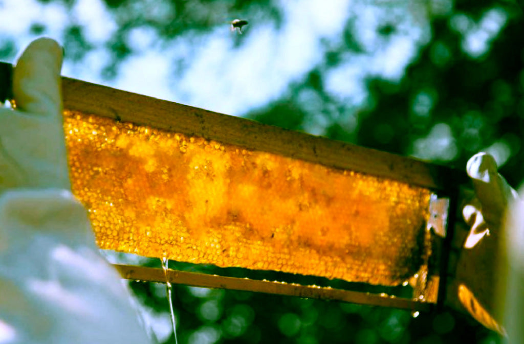 Raw Honey